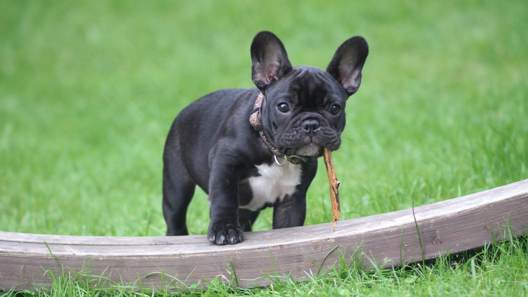 How to Get Your Dog to Stop Chewing Everything