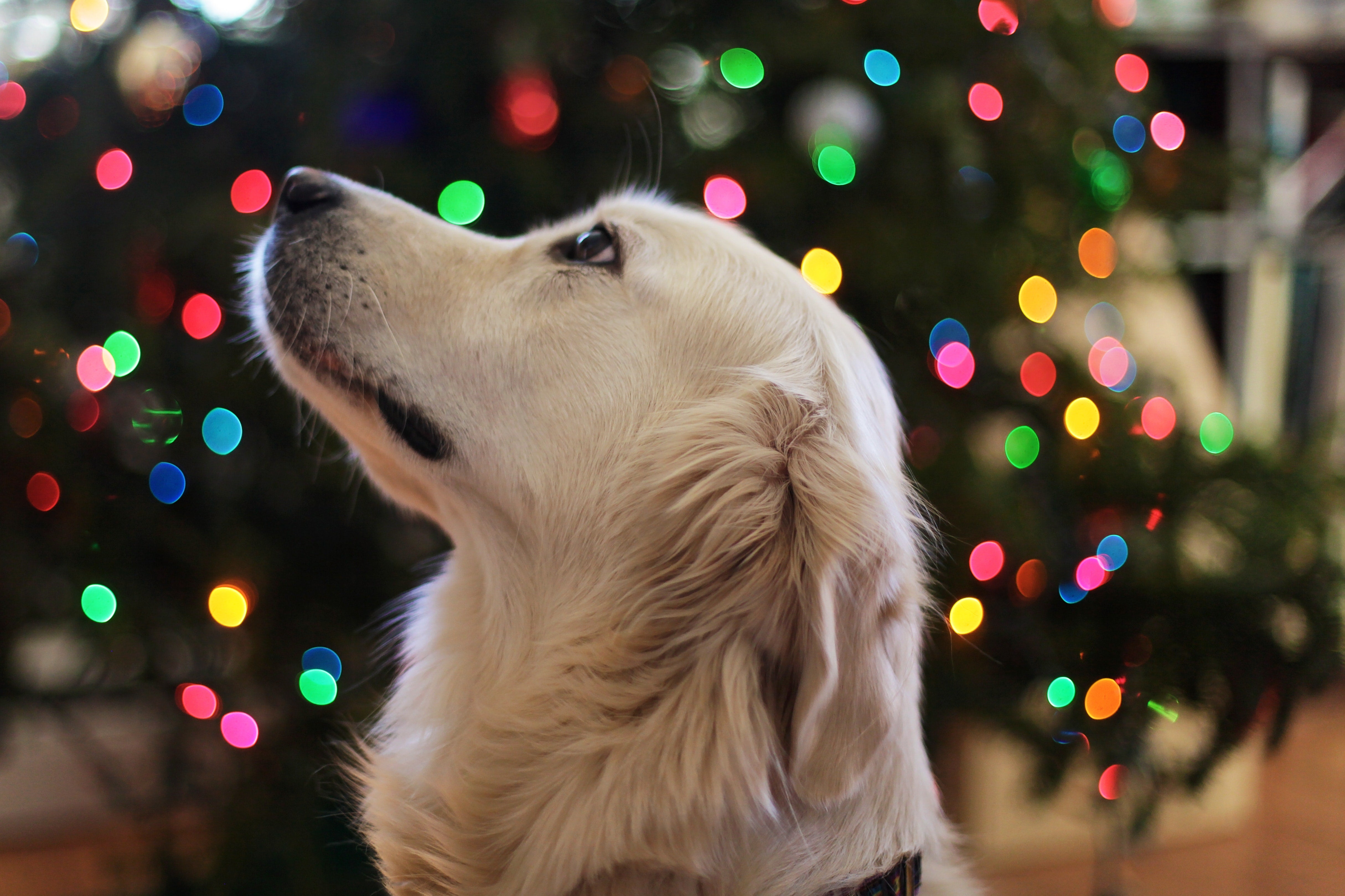 Keeping Your Furry Friends Safe During the Holidays