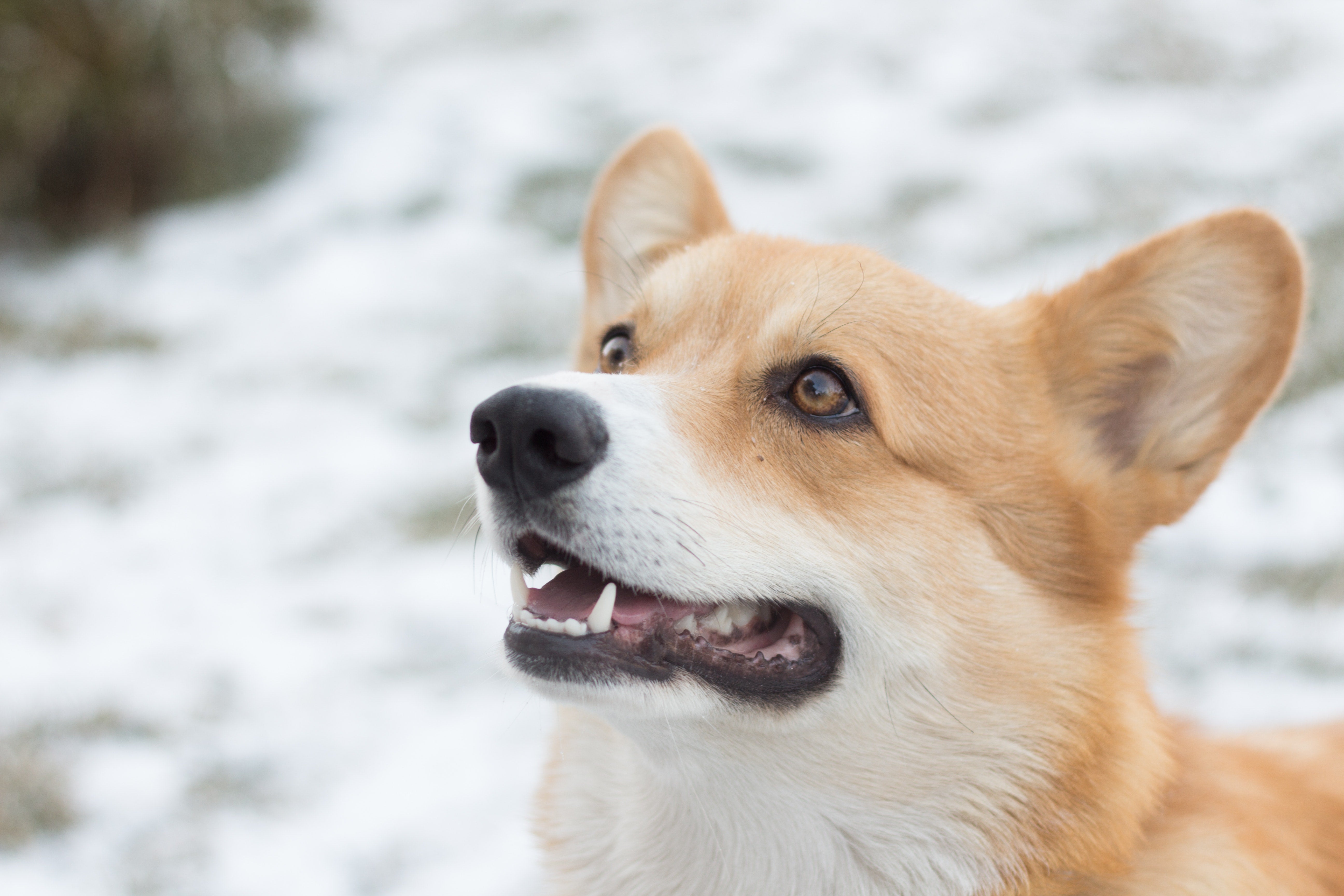 How to Protect Your Pet During the Winter
