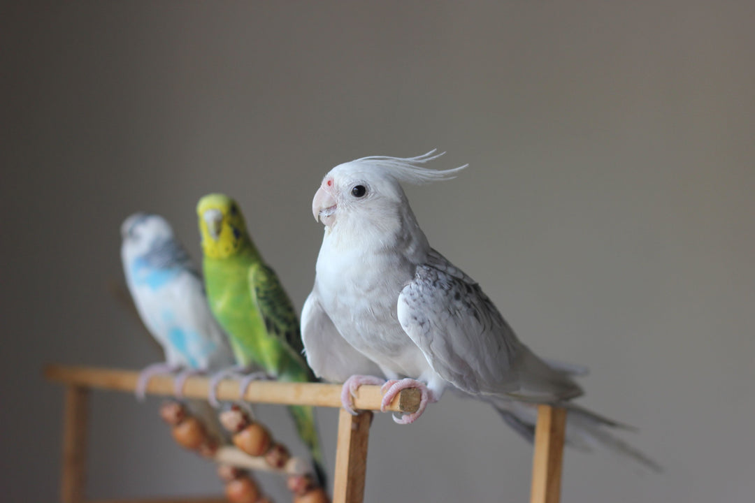 Why Pet Birds Make Wonderful Companions: A Complete Guide for First-Time Bird Owners