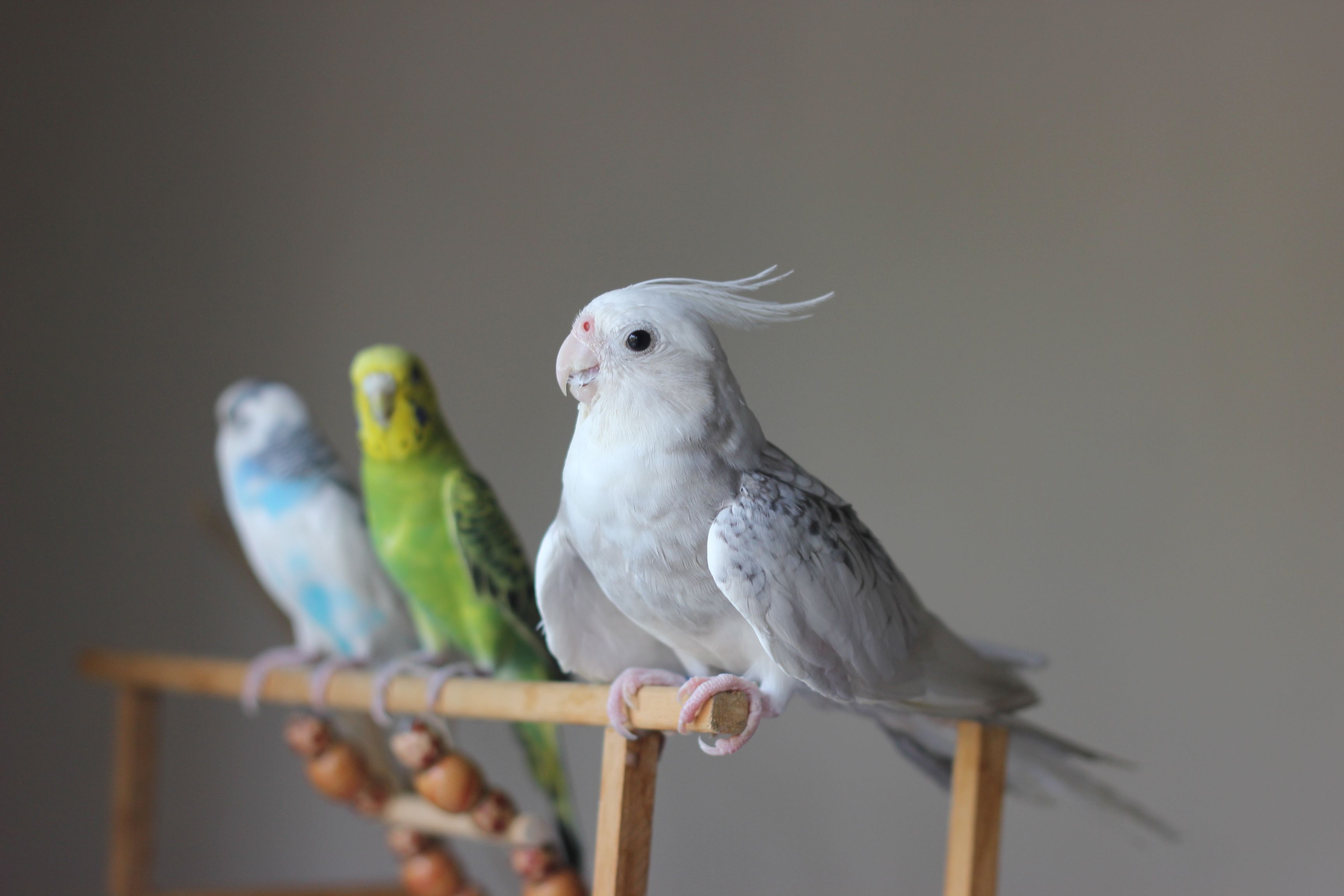 Why Pet Birds Make Wonderful Companions: A Complete Guide for First-Time Bird Owners