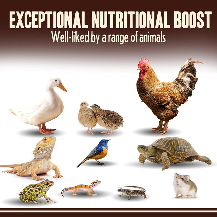 Premium Dried Mealworms - Non-GMO Treats, 5 Lb
