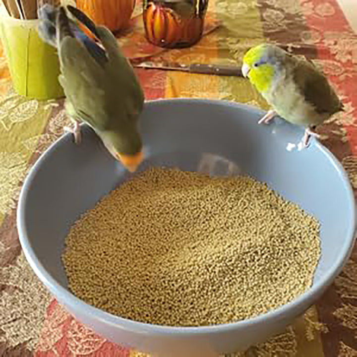Harrison's High Potency Fine Bird Food 5LB