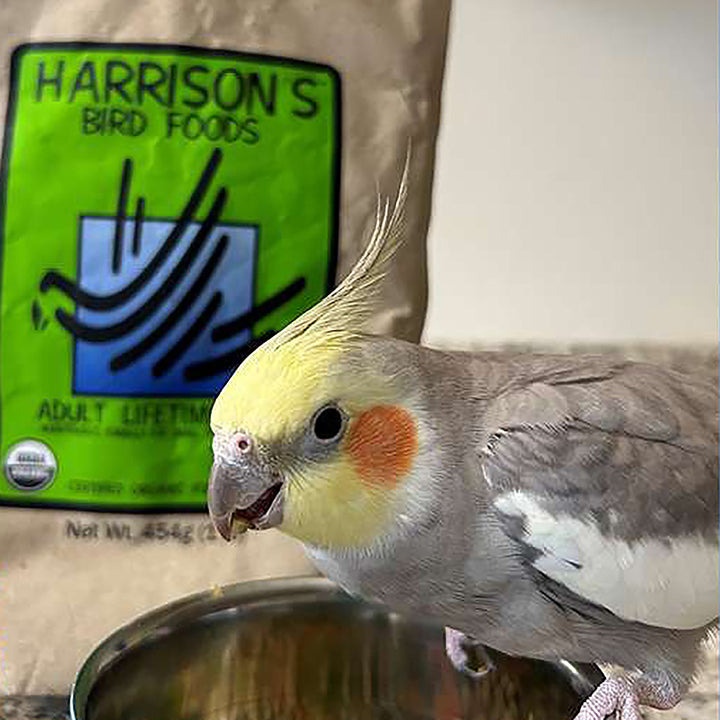 Harrison's Adult Lifetime Fine Bird Food 1 LB