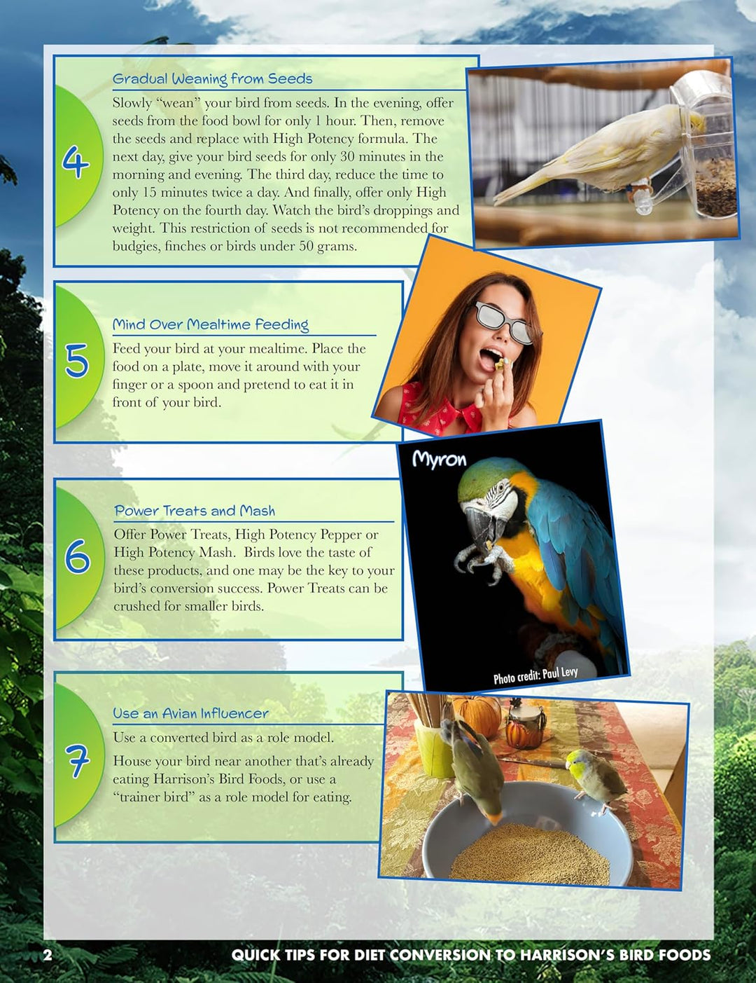 Brochure or flyer with instructions on bird feeding, featuring images of birds and a person.