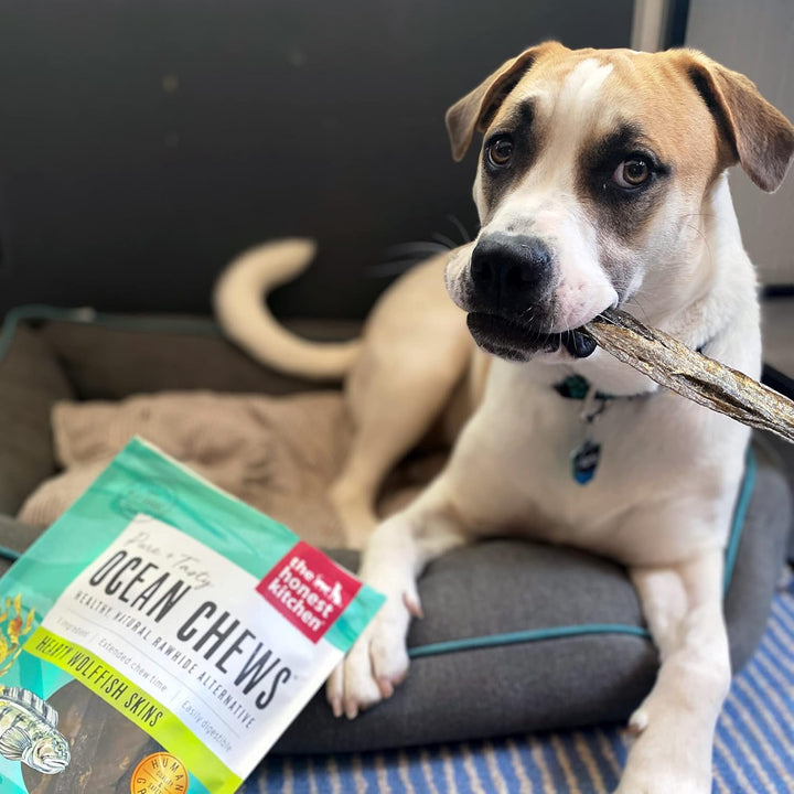 Dog chewing on a treat with 'Ocean Chews' packaging in the foreground. The Honest Kitchen Ocean Chews Hearty Wolffish Skins Beams