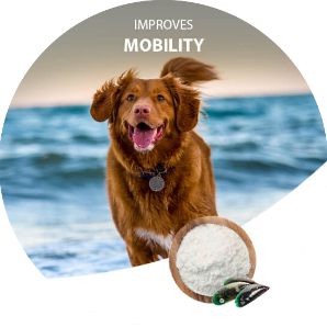 Dog by the water with a bowl of powder and text 'Improves Mobility' on a white background
