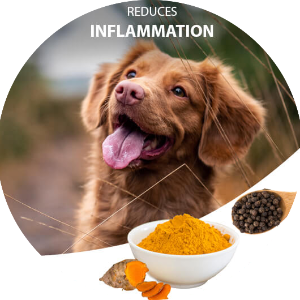 Dog with a bowl of turmeric powder and spices, promoting anti-inflammatory benefits.