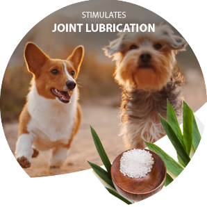 Two dogs walking outdoors with a bowl of white powder and green leaves in the foreground, labeled 'Stimulates Joint Lubrication'.