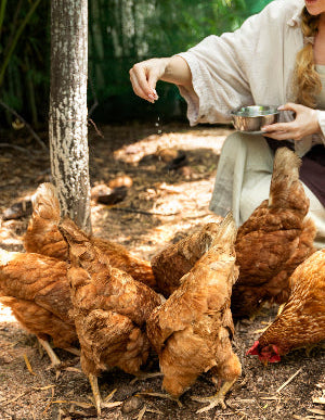 Woman feeding chickens outdoors with a natural background