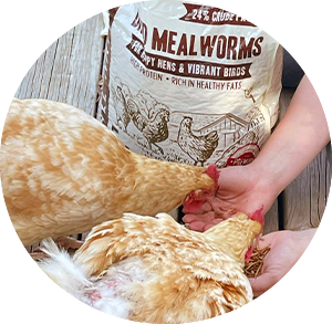 Person holding mealworms near chickens with a bag of mealworms in the background.