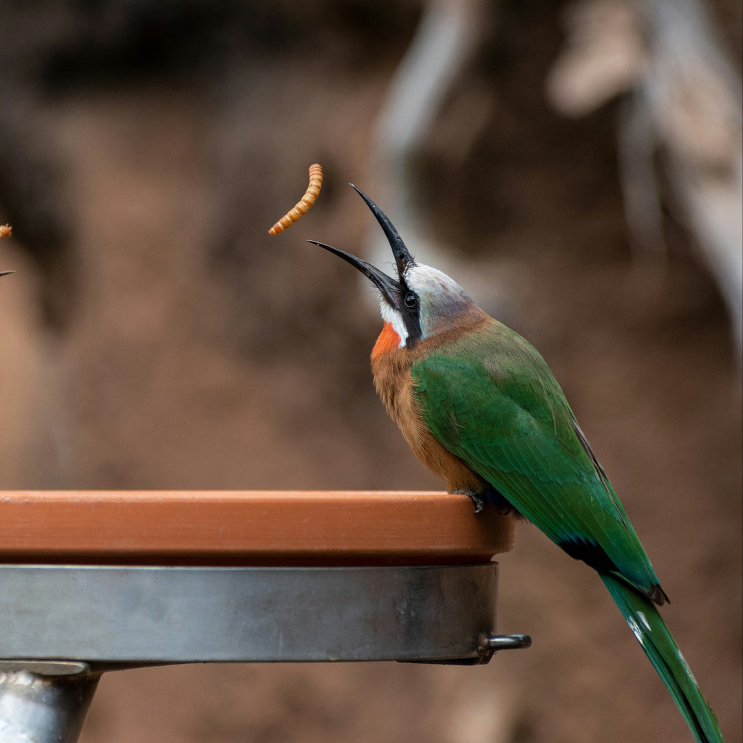 Two birds on a feeder with a blurred natural background