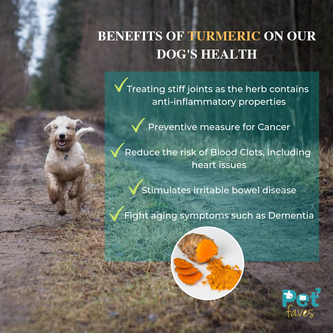 Dog running on a path with text about turmeric's benefits for dogs' health.