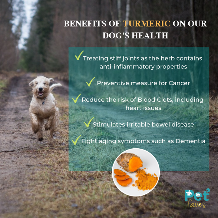Dog running on a path with text about turmeric's benefits for dogs' health.
